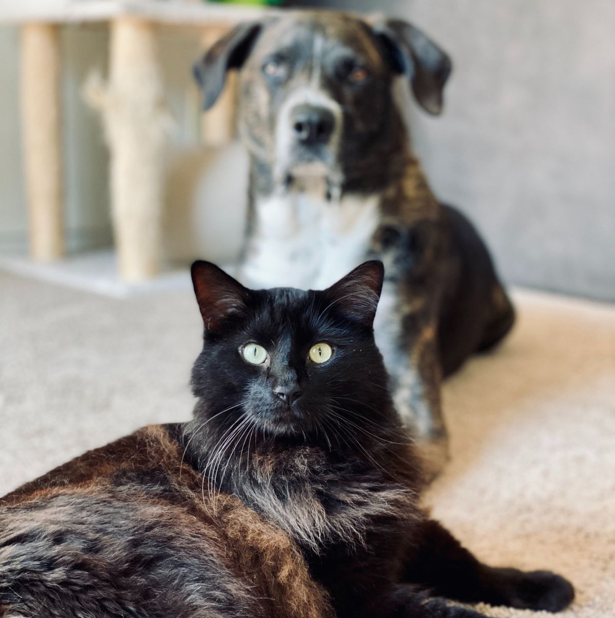 Do Cats and Dogs Really Not Get Along?