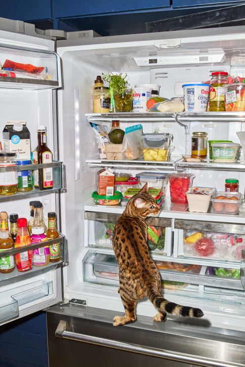 In-Home Taste Panel: How We Learn What Cats Really Enjoy