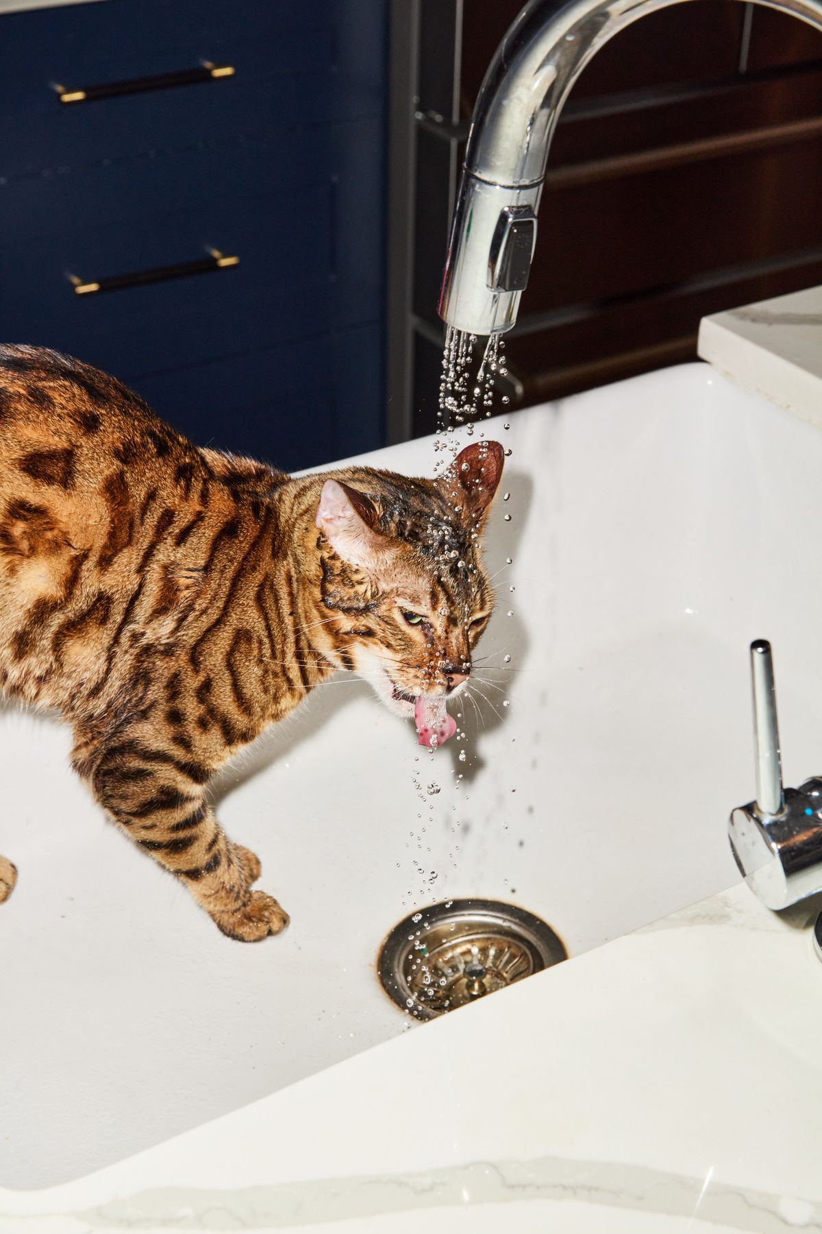 Are cat personalities influenced by breed?