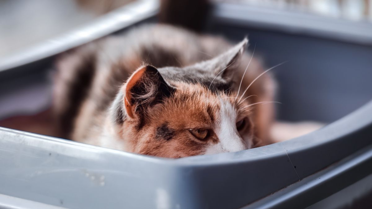 Litter box senior clearance cats