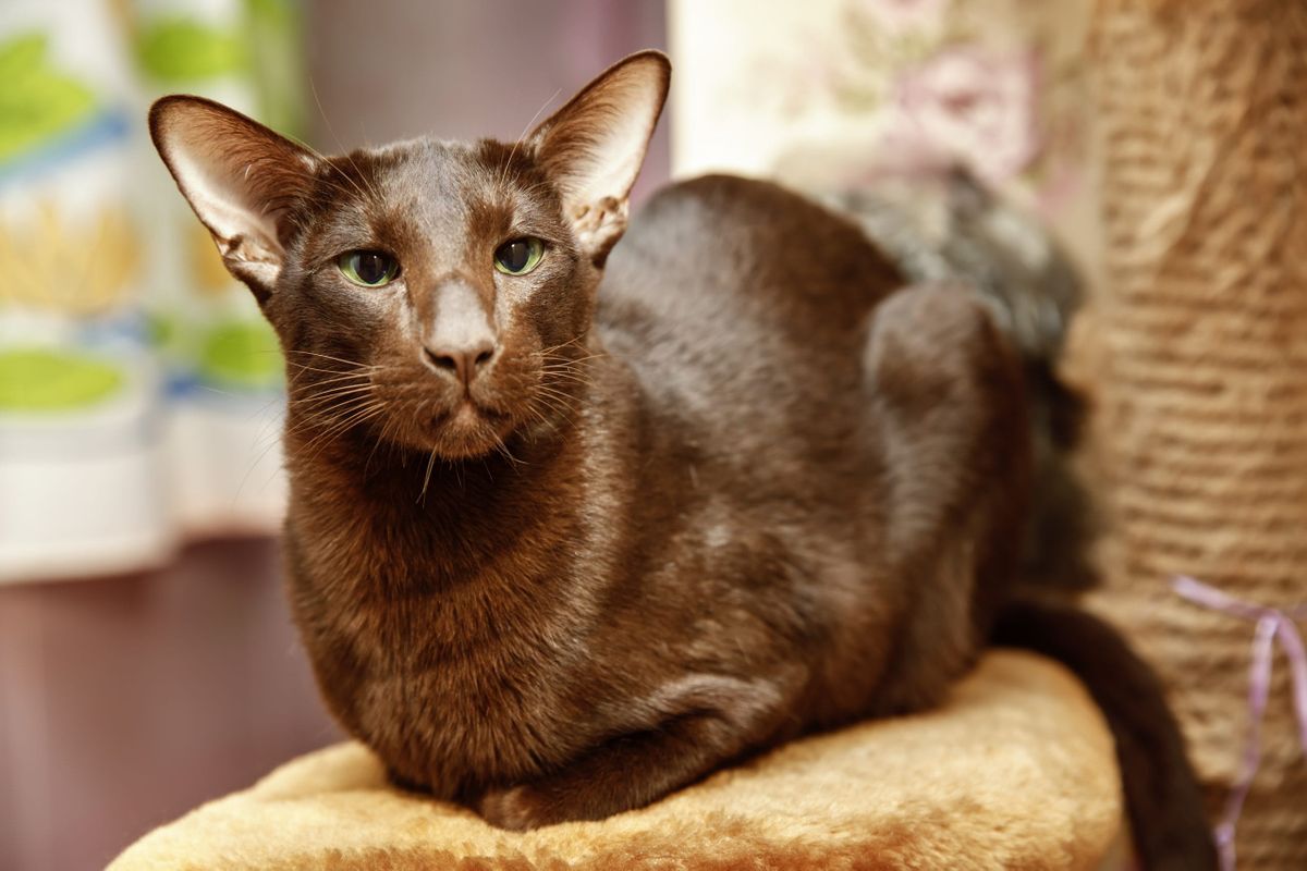 Oriental-shorthair
