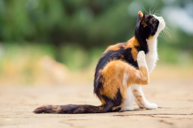 Cats and Ticks