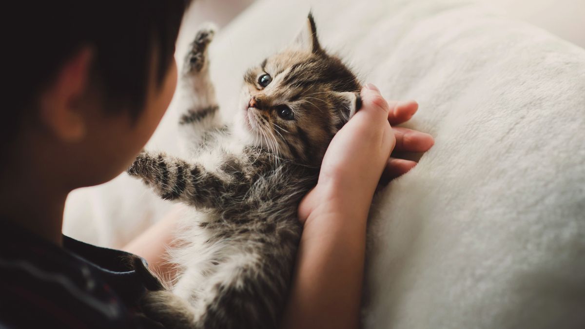 Welcoming your kitten home!