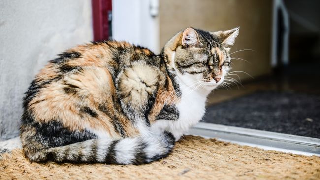 Hyperthyroidism In Senior Cats