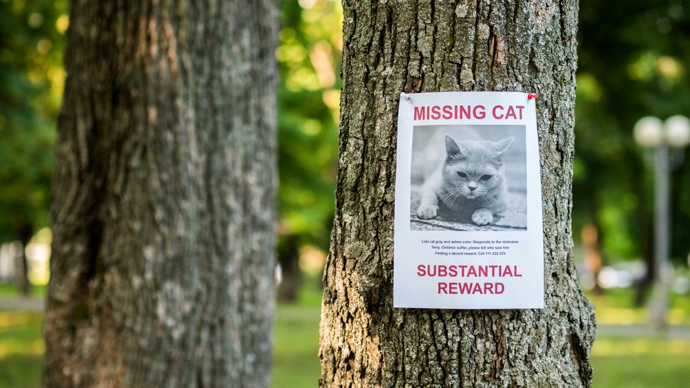 How To Stop My Cat Getting Lost Outside