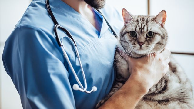 Cancer in Cats – A Basic Overview