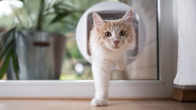 How To Get My Cat To Use A Cat Flap