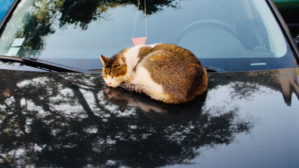 Cats in Cars – Eight Tips for Travelling