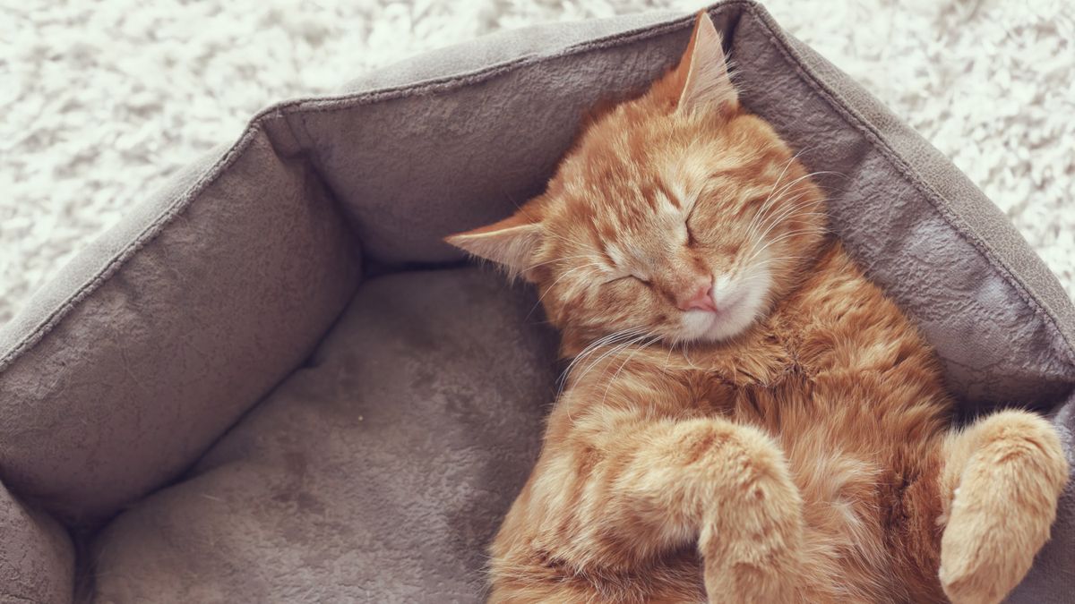 Best Beds For Senior Cats