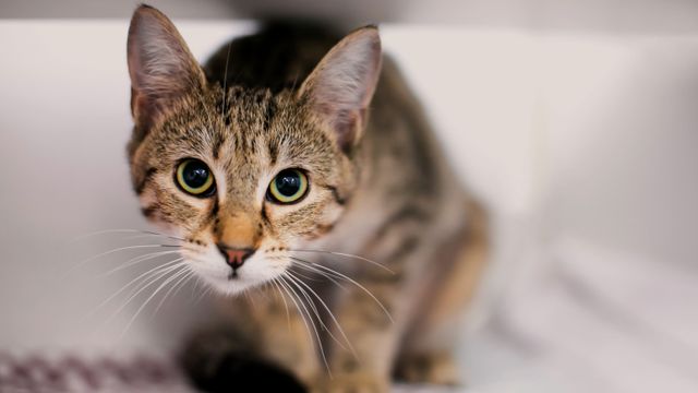 Cats and Separation Anxiety