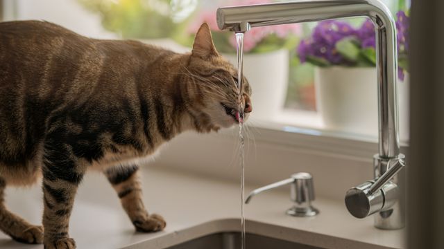 Thirsty Cats - When To Worry