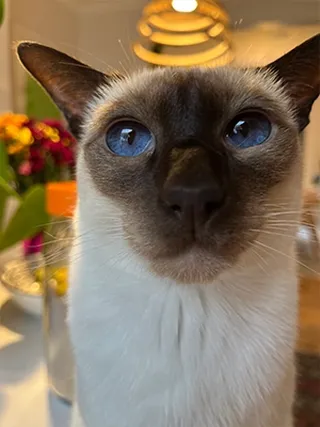 Molly