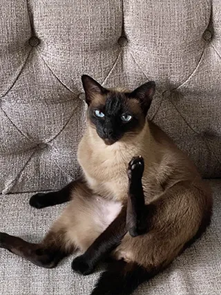 Sukey