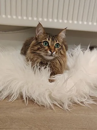 Kiara