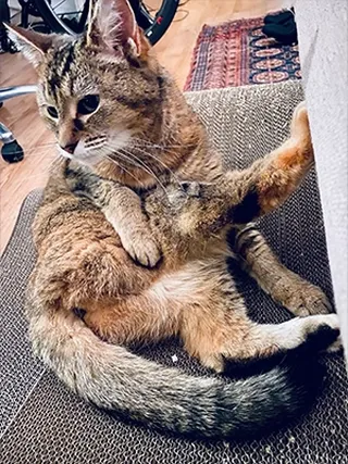 Mpie