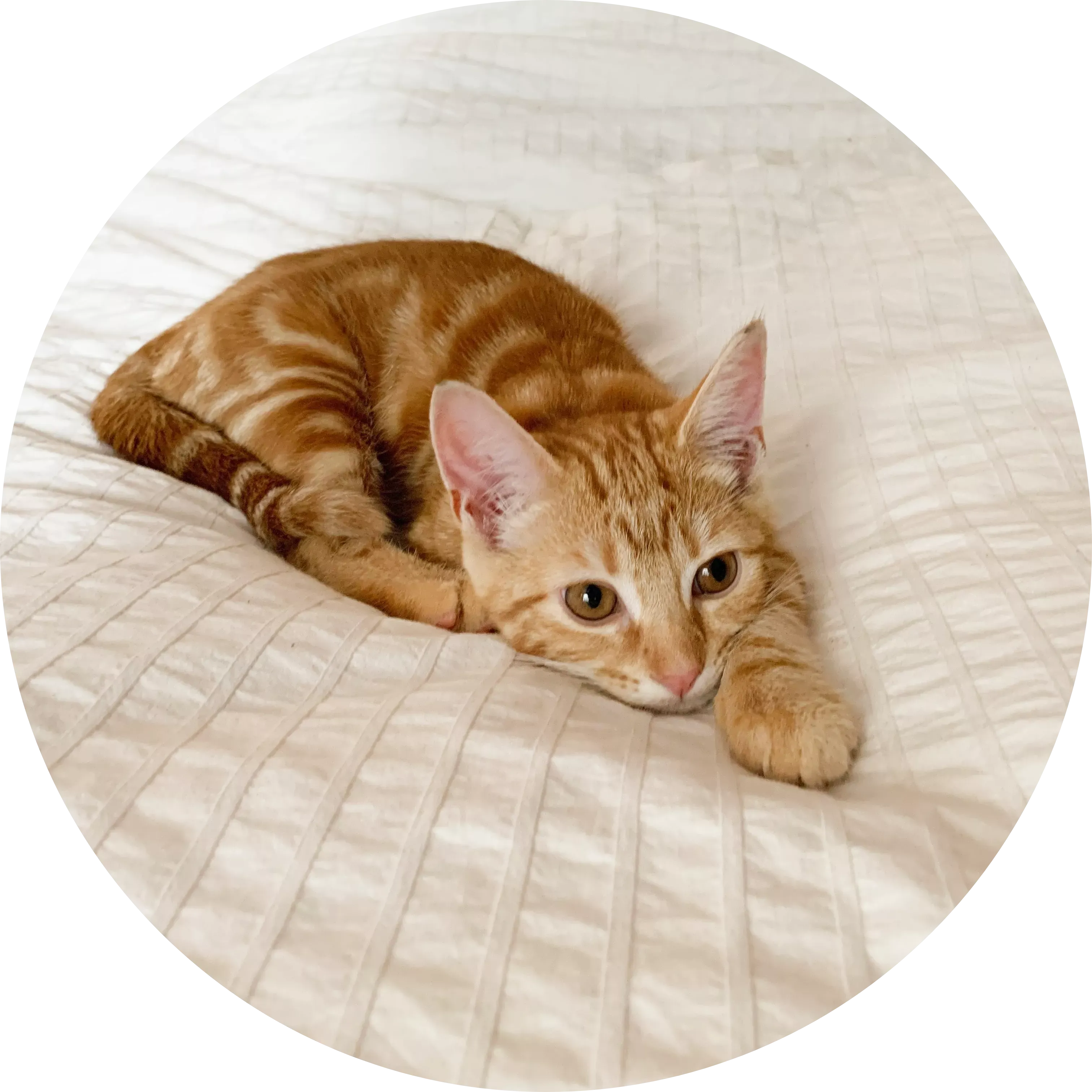 Supporting Teddy from kitten to cat - £2.34/day (£65.53/month)