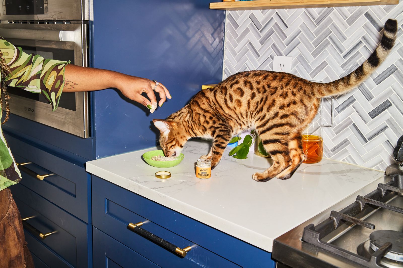 Bengal cat eating a bowl of KatKin. Woman about to sprinkle KatKin Sprinkles on top of the meat..