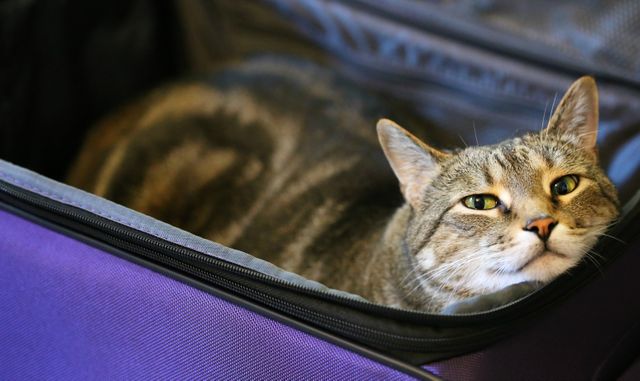 Pet Passports Are (Finally) Coming Back! Here’s Everything We Know