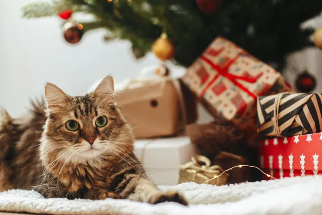 How to cat-proof your Christmas tree