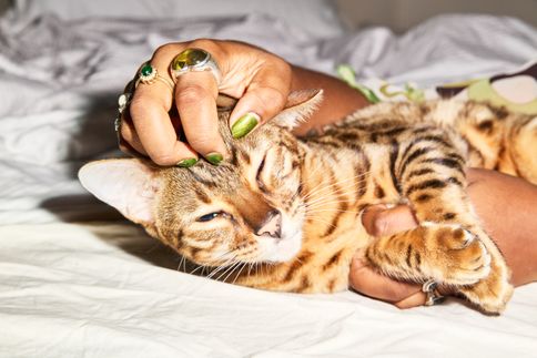 Does Your Cat Have a Cold? Here’s How to Tell (And Why It’s Not Just a ‘Winter Thing’)