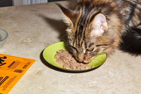 The results are in: KatKin's heat damage study