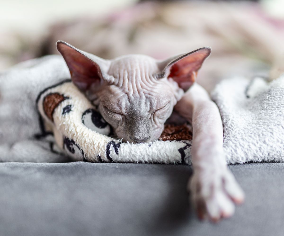 Hairless Cats - The Bald Truth & Fun Facts Behind the Breed