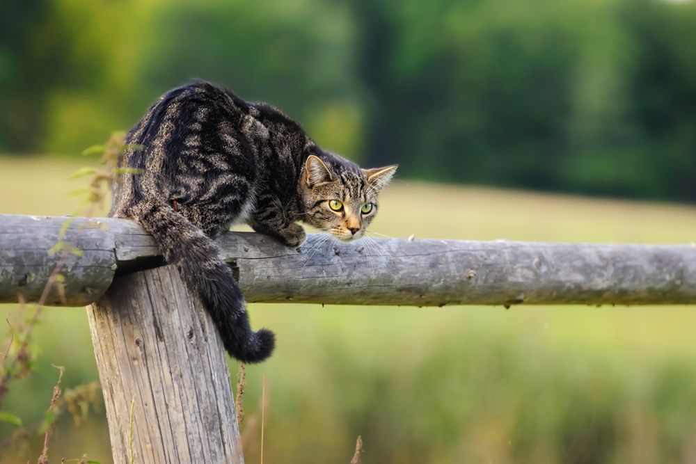 Stress in Cats - Environment