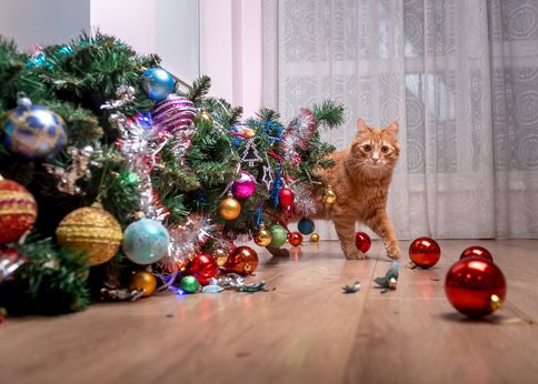 Festive traditions to start with your cat this year