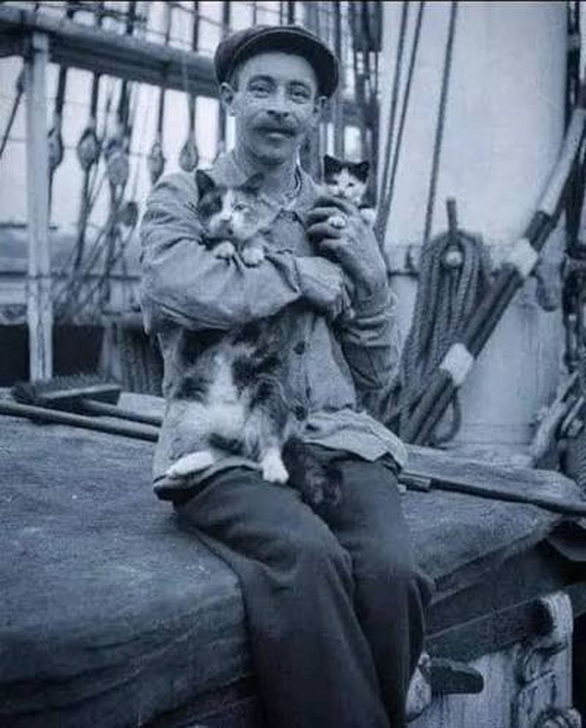 cats-sailor