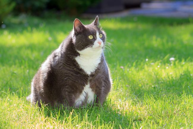 How To Help Your Cat Lose Weight