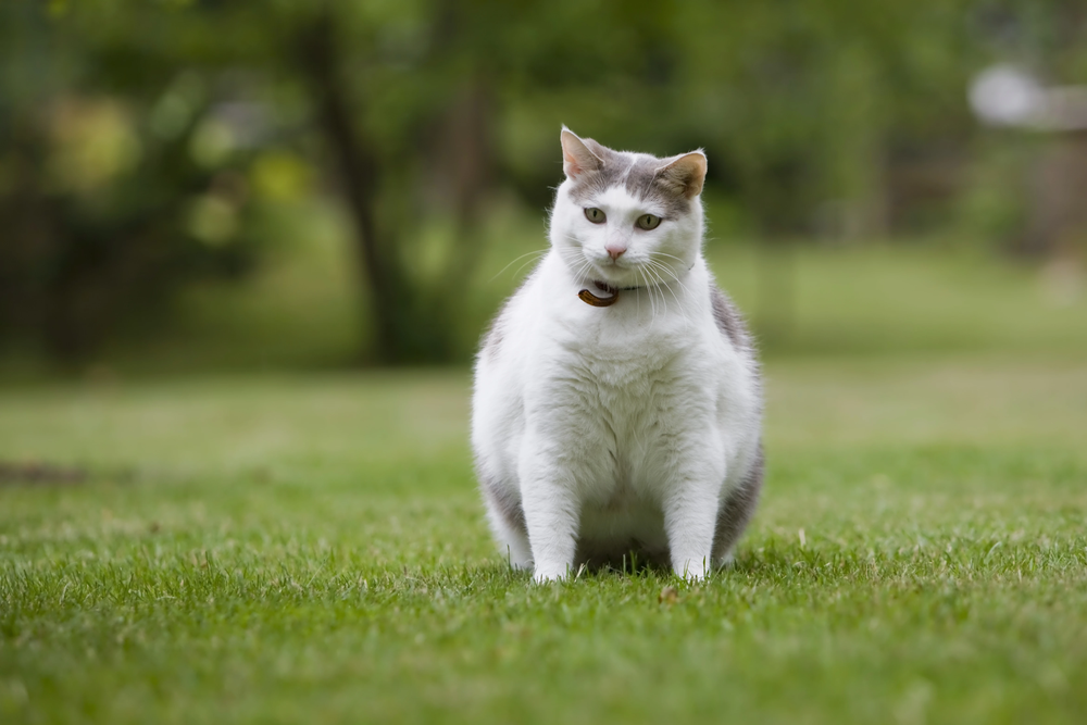 The Garfield Complex – Managing the Obesity Epidemic in Cats