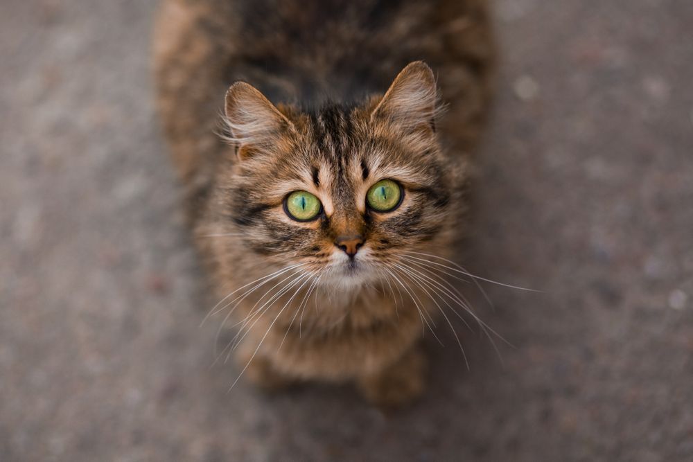Eye of the Tiger – Your Cat’s Vision Explained
