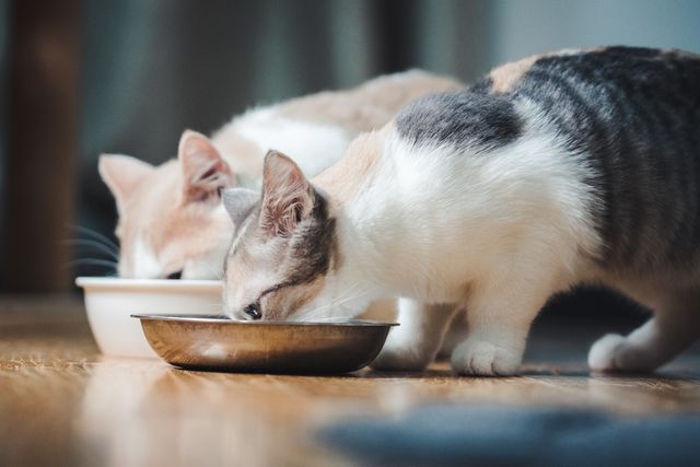 Carbohydrates in Cat Food – Refining a Complex Issue