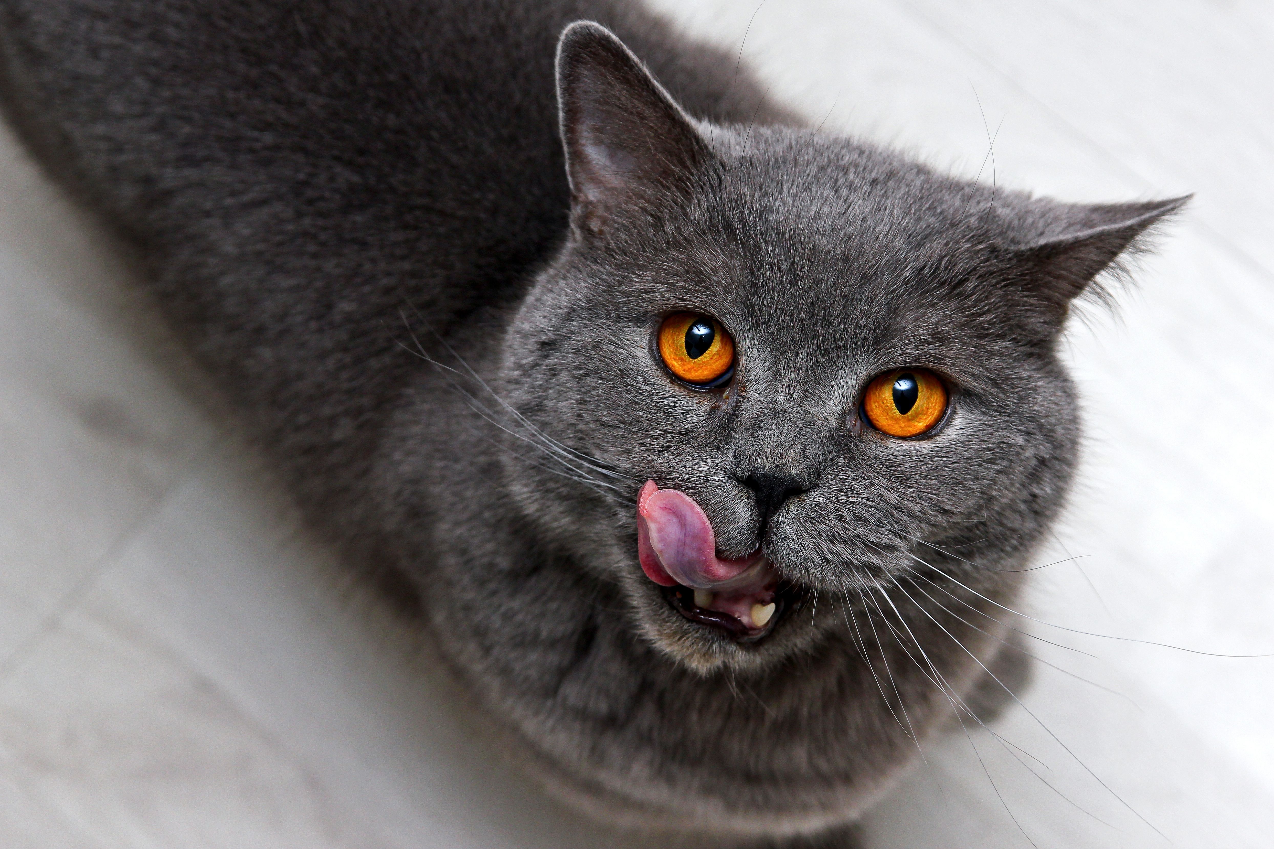 Cats Not Eating Their Food: Tips and Tricks