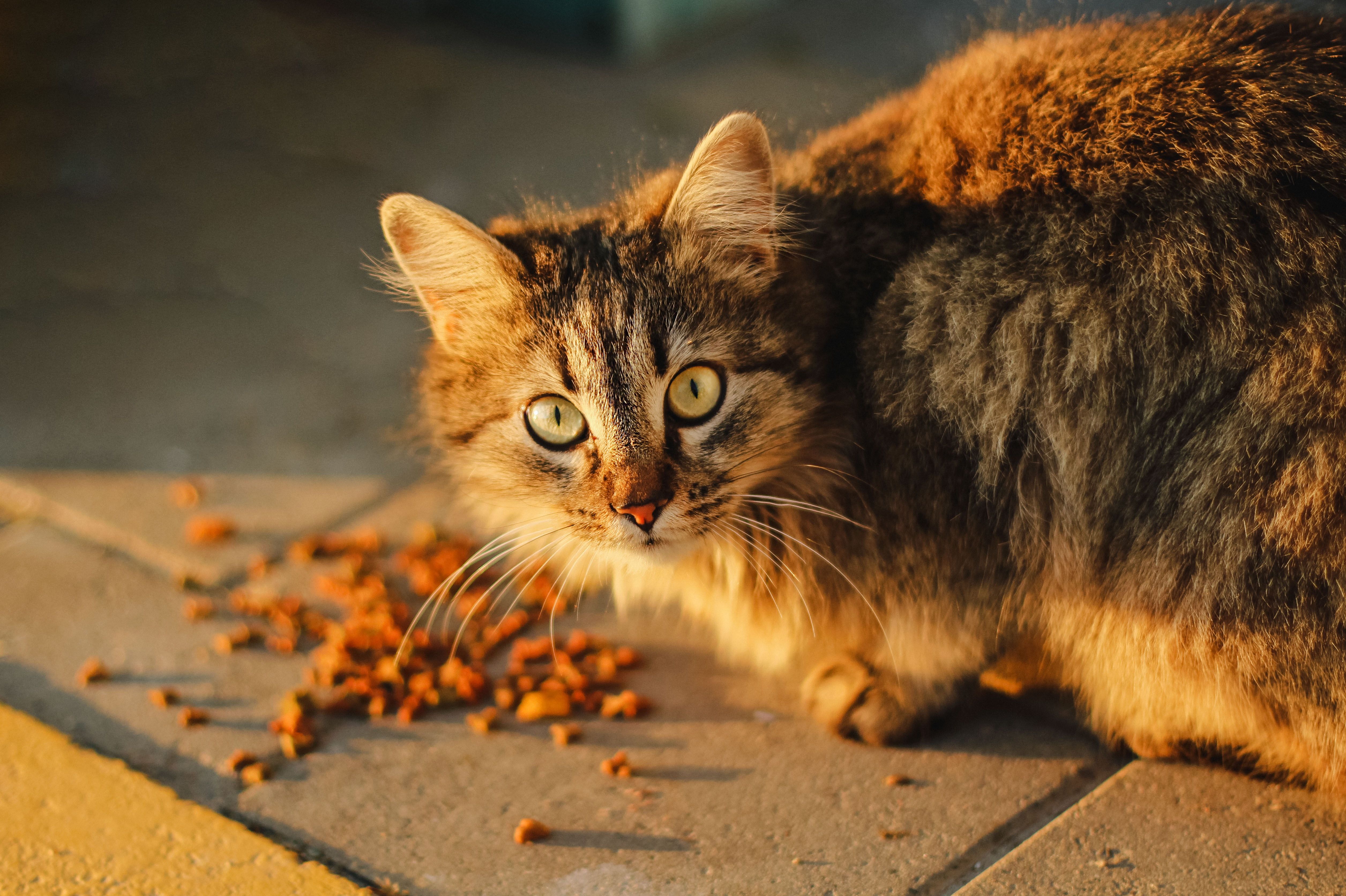 What's Wrong With Cat Food
