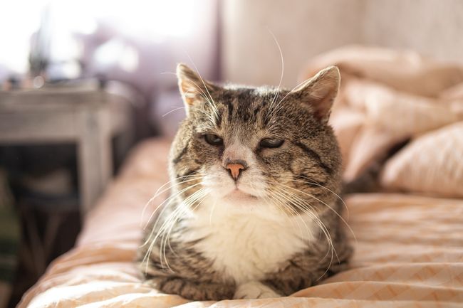 How to give senior cats a health check