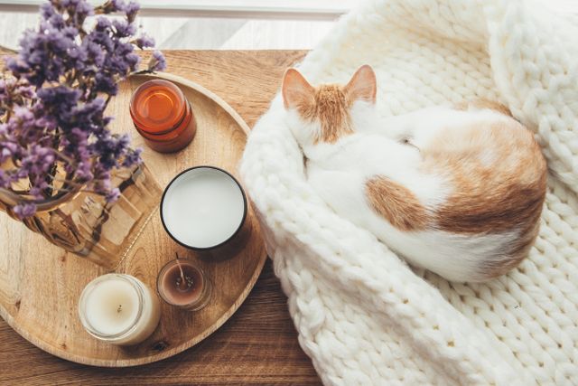 How to Help Your New Cat Adjust to Your Home