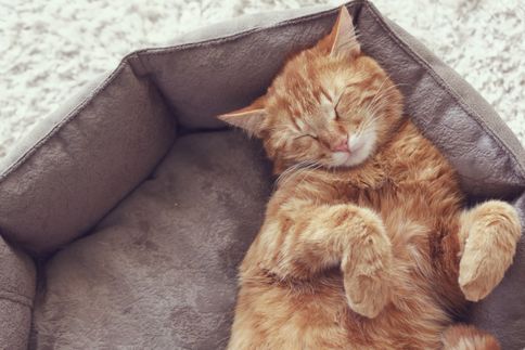 Why Does My Cat Sleep More in Summer?