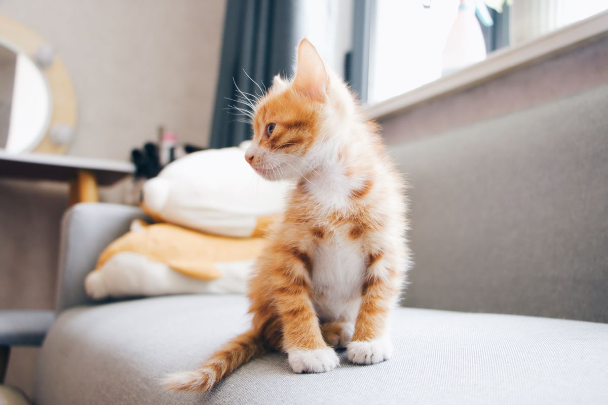 Getting a kitten: everything you need to know