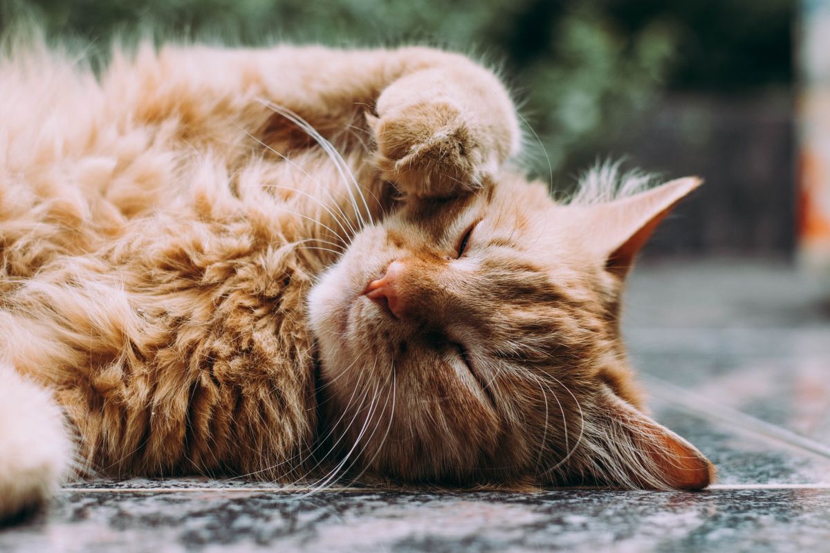 Cat allergic to outlet beef