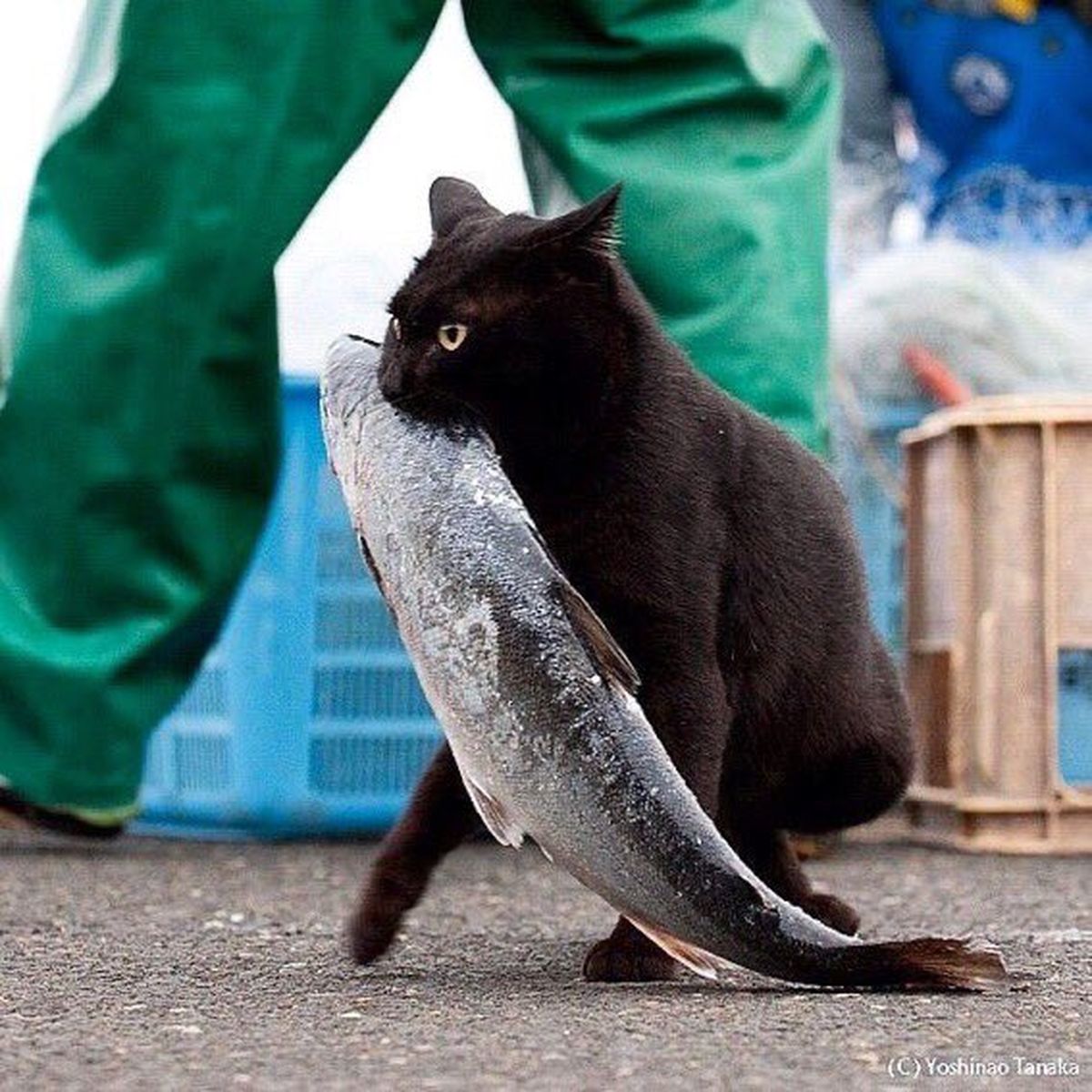 cat-with-fish
