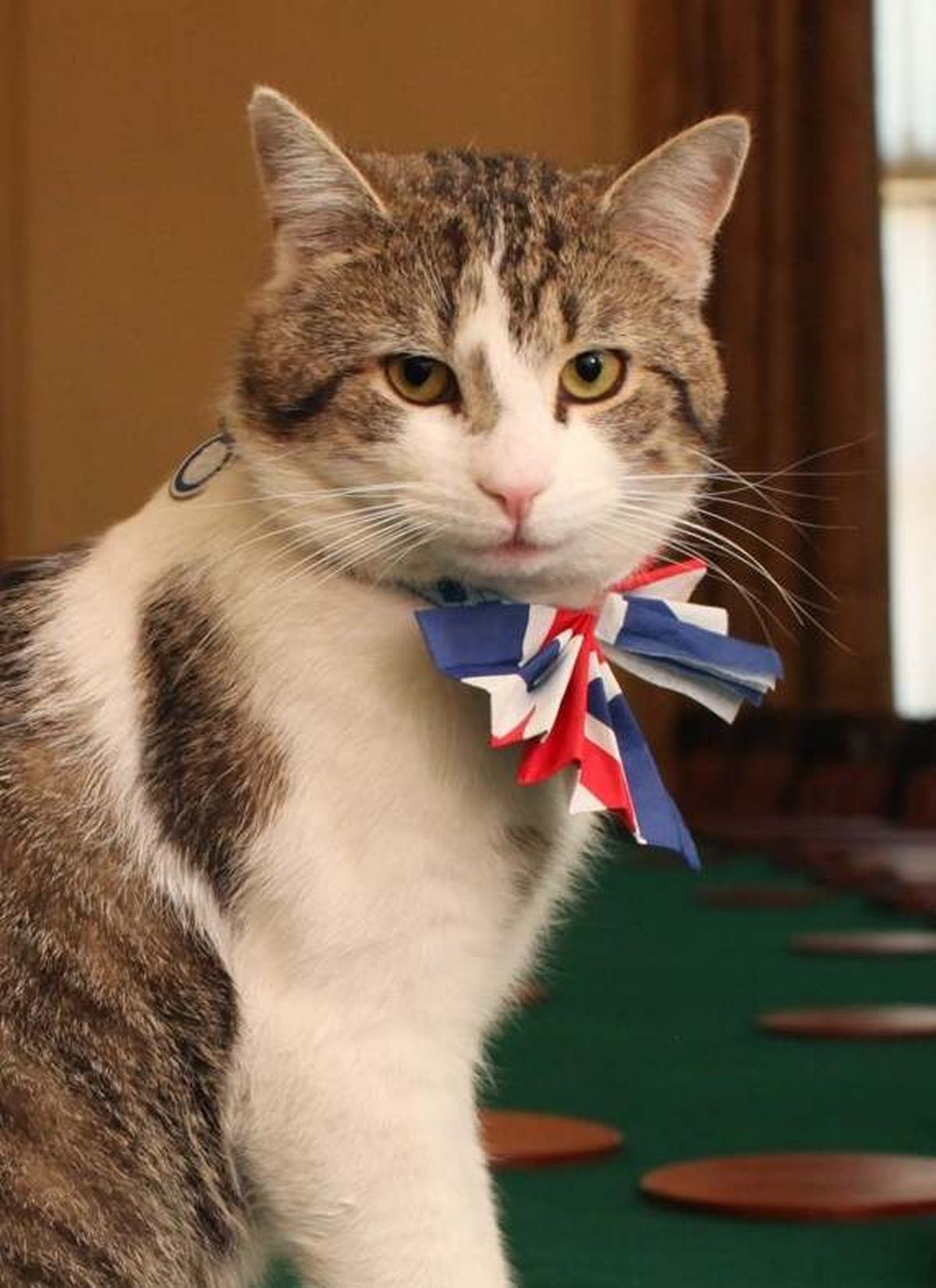 Larry the Cat joined in 10 Downing Street by new kitten