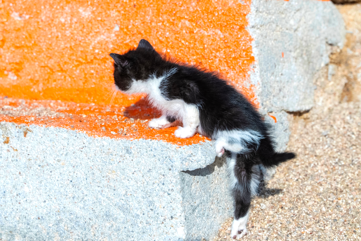 How to Harness Train Your Kitten