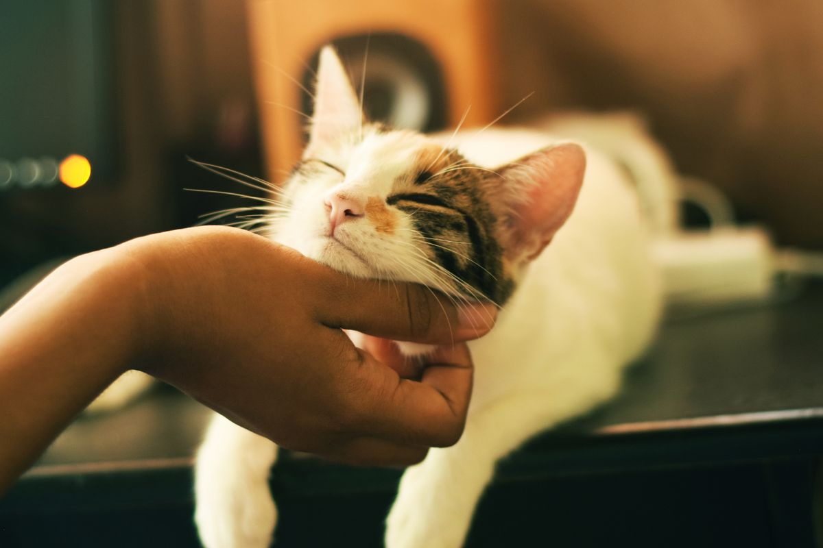 Cat allergic outlet to grain