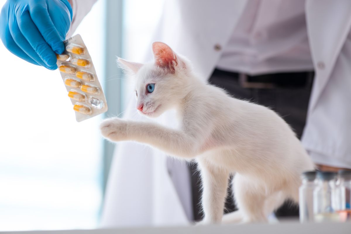 How to Pill a Cat – A Survival Handbook