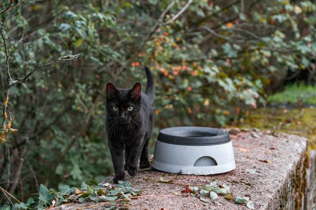 Why adopt black cats