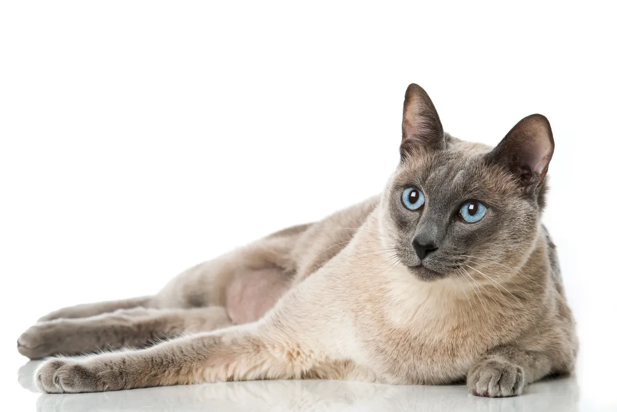 Tonkinese-Cat-Breed