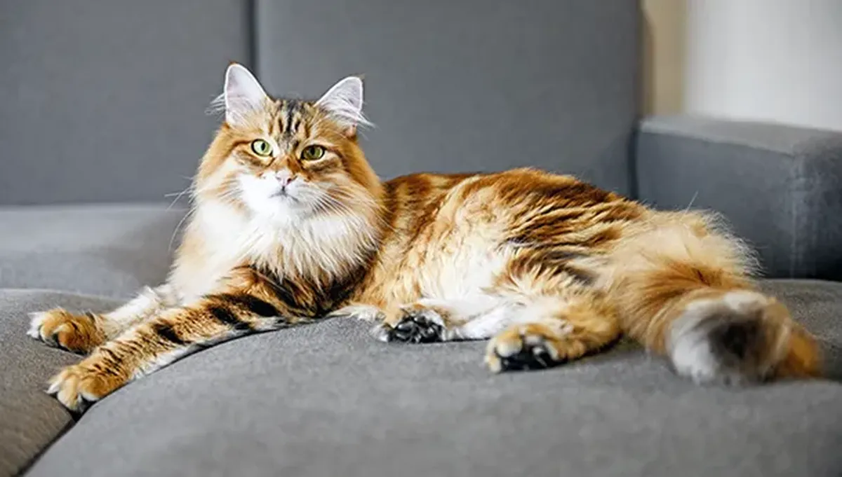 siberian-forest-cat