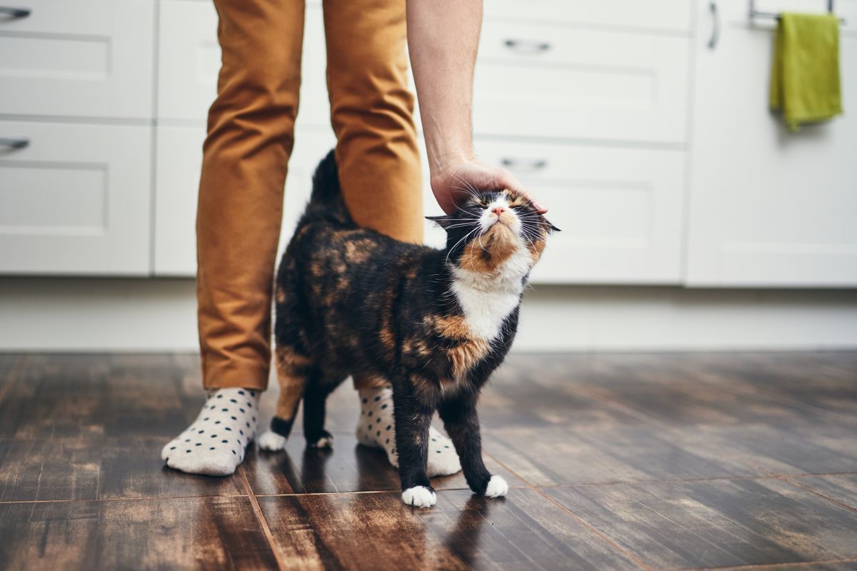 How to Find the Right Cat Sitter