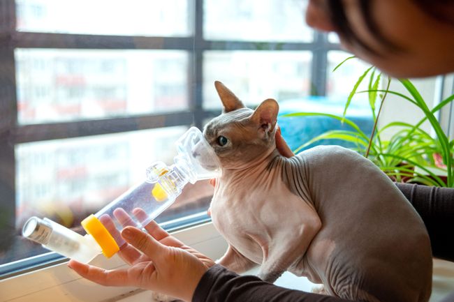 Cats And Asthma